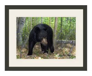 Black Bear Print