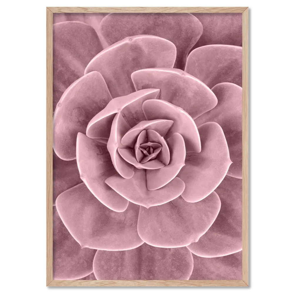 Blush Succulent III - Art Print