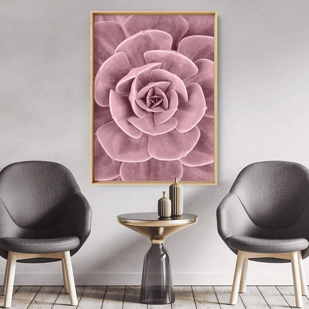 Blush Succulent III - Art Print