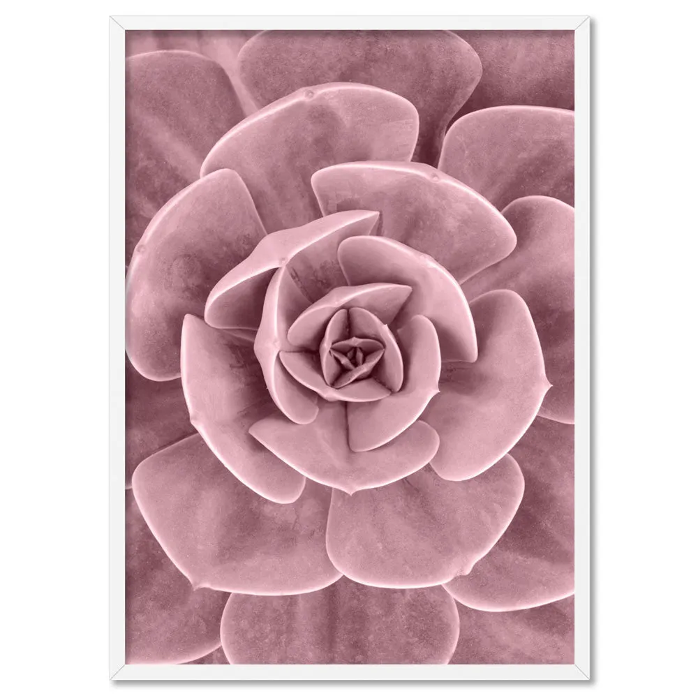 Blush Succulent III - Art Print