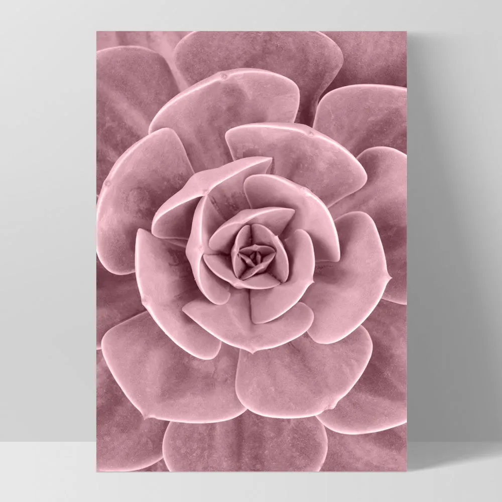 Blush Succulent III - Art Print