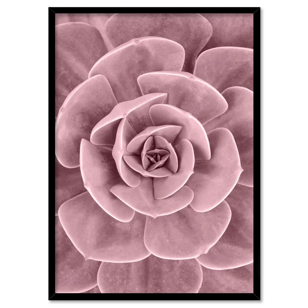 Blush Succulent III - Art Print