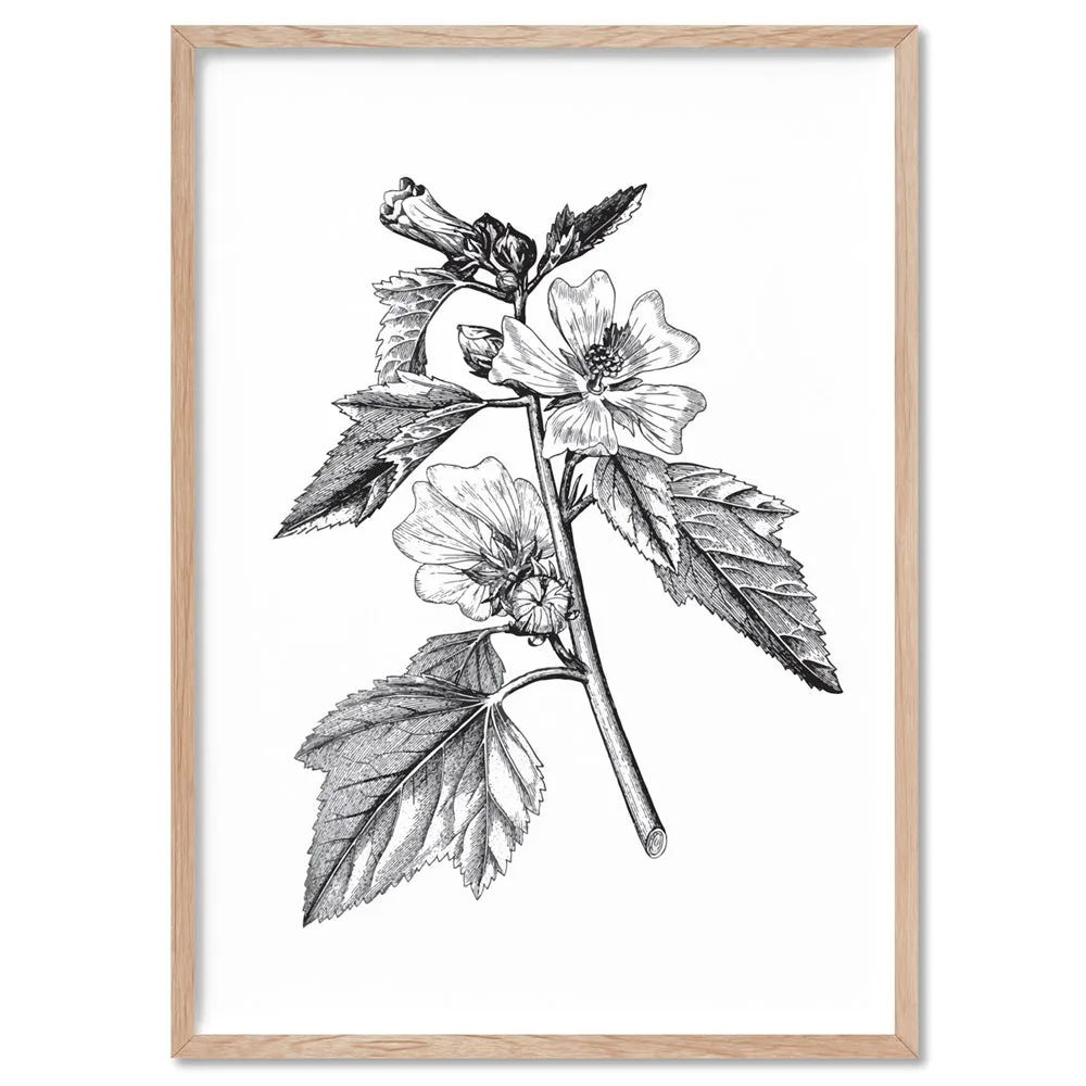 Botanical Floral Illustration II - Art Print