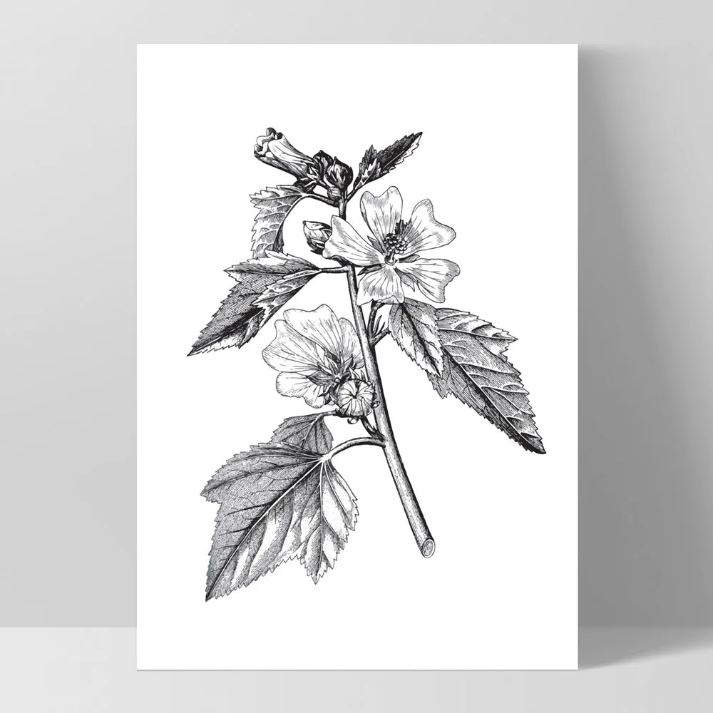 Botanical Floral Illustration II - Art Print