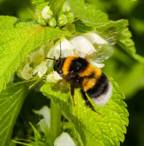 Bumblebee adoption card