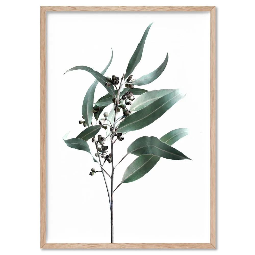 Dried Eucalyptus Leaves II - Art Print