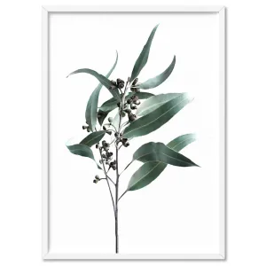 Dried Eucalyptus Leaves II - Art Print