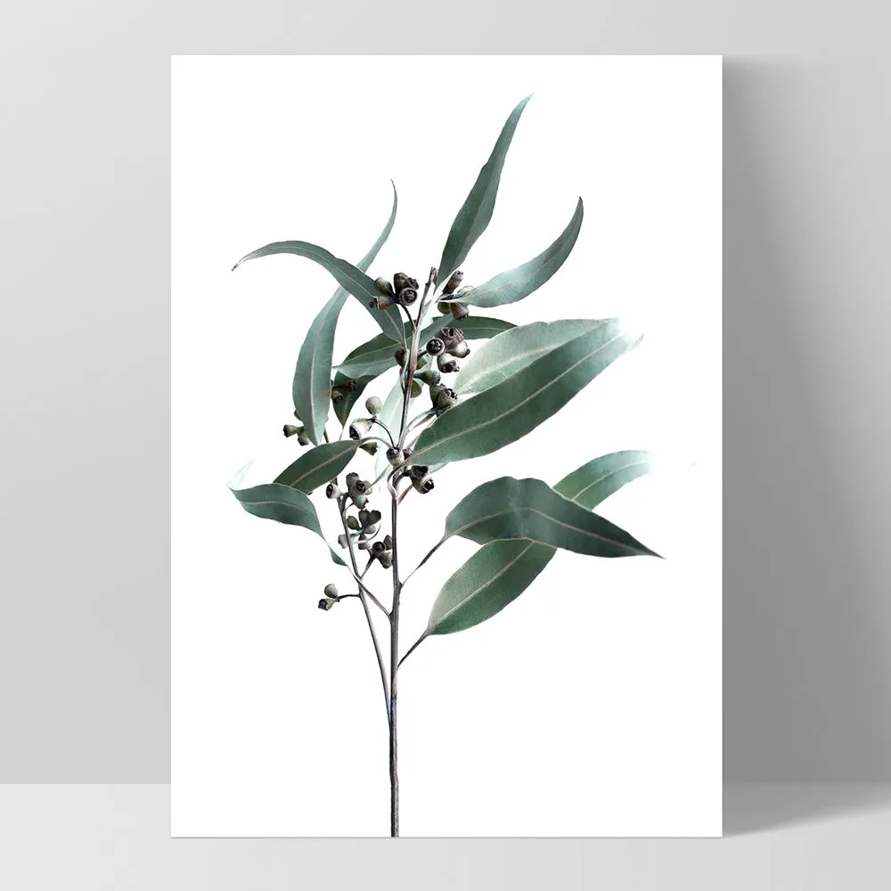 Dried Eucalyptus Leaves II - Art Print