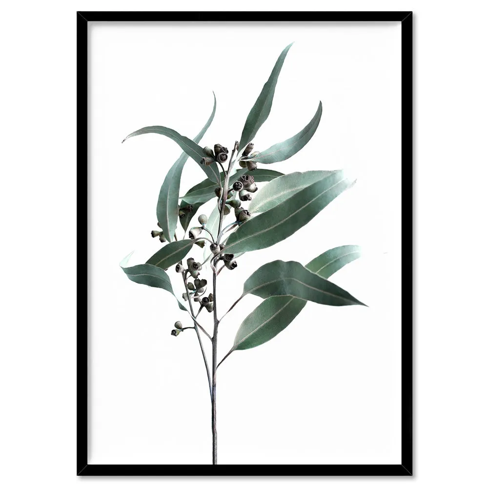 Dried Eucalyptus Leaves II - Art Print