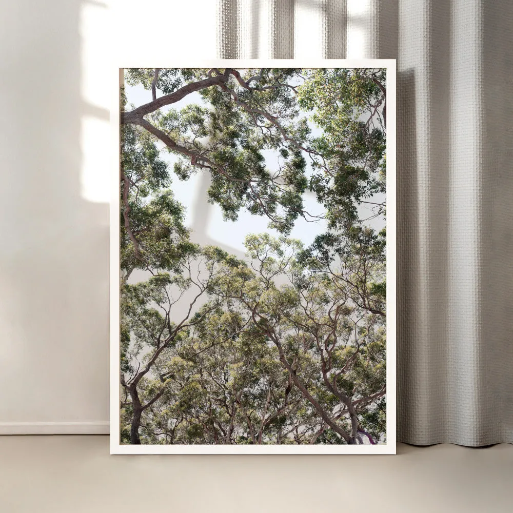 Gumtrees View III - Art Print