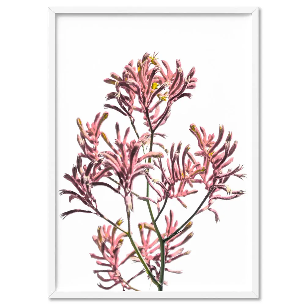 Kangaroo Paw in Pink - Art Print