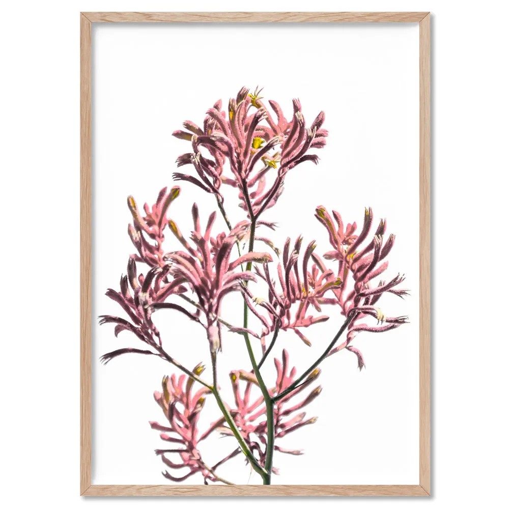 Kangaroo Paw in Pink - Art Print