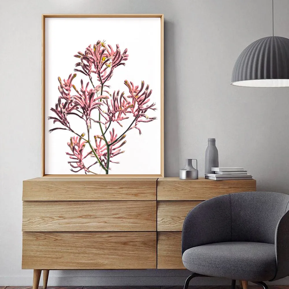 Kangaroo Paw in Pink - Art Print