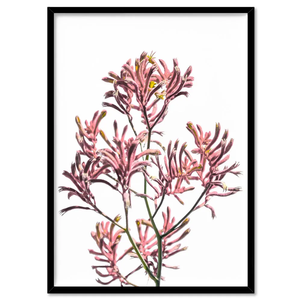 Kangaroo Paw in Pink - Art Print