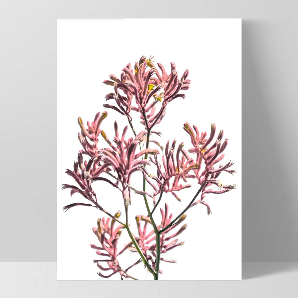 Kangaroo Paw in Pink - Art Print