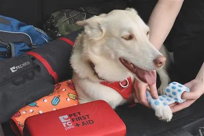 Pet First Aid Kit