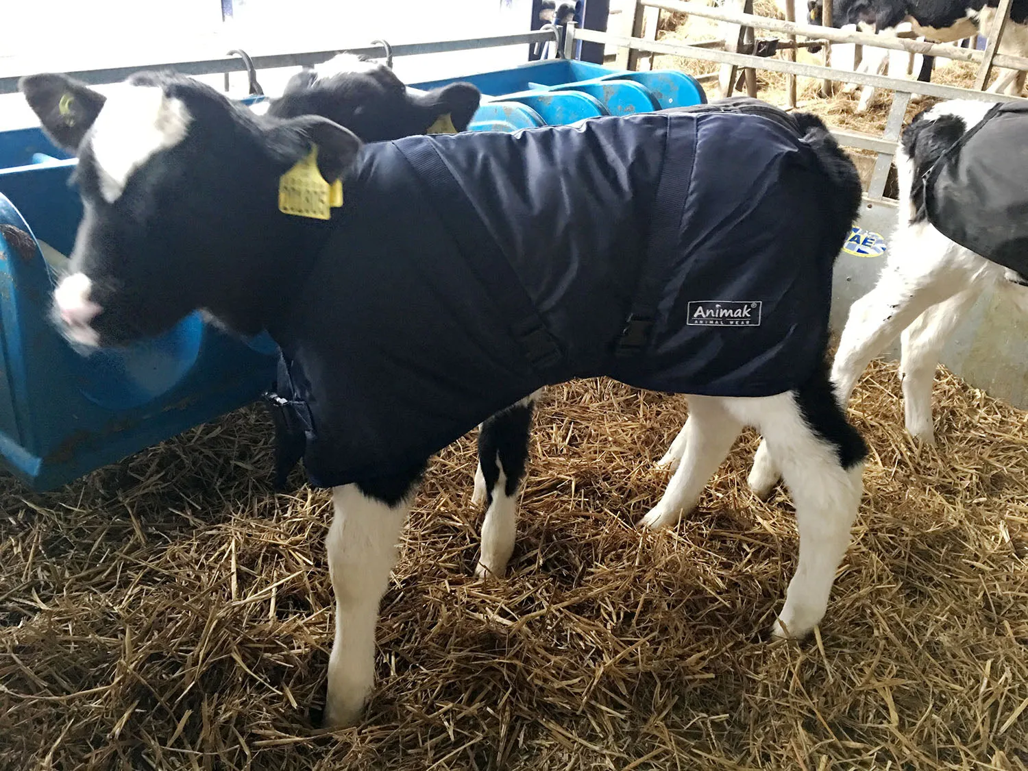 Regular Calf Coat